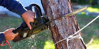 Reliable Princeton, IN Tree Removal Services Solutions