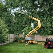 How Our Tree Care Process Works  in  Princeton, IN