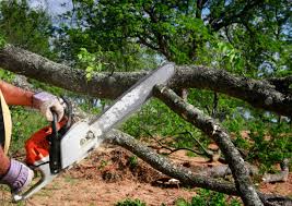 Best Hazardous Tree Removal  in Prceton, IN