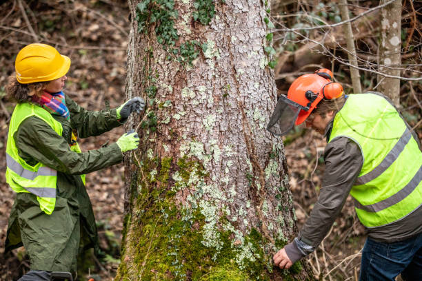 Best Storm Damage Tree Cleanup  in Prceton, IN