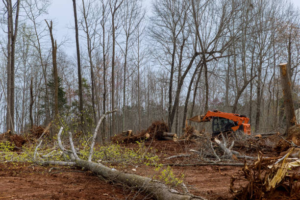 Best Arborist Consultation Services  in Prceton, IN