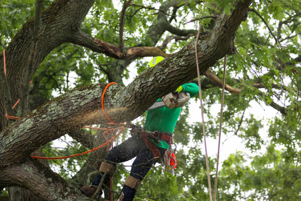 Best Leaf Removal  in Prceton, IN