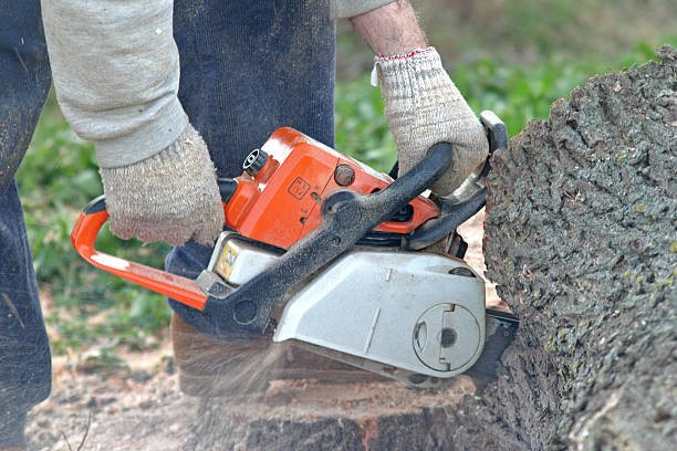 Best Tree Preservation Services  in Prceton, IN