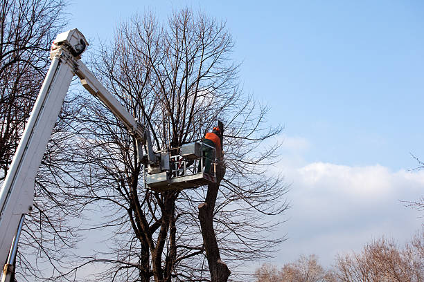 Best Tree Fertilization  in Prceton, IN